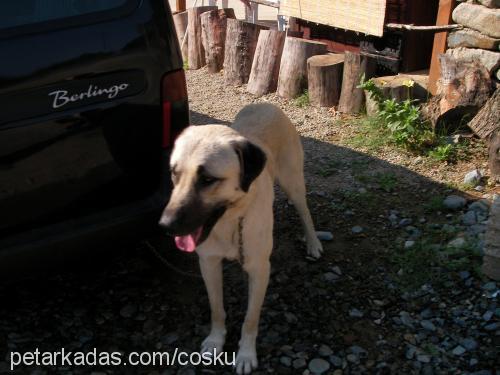 paşa Erkek Kangal