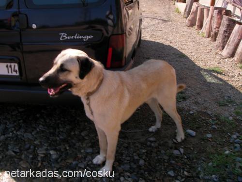 paşa Erkek Kangal