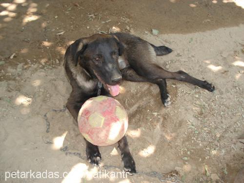 Pasha Erkek Labrador Retriever