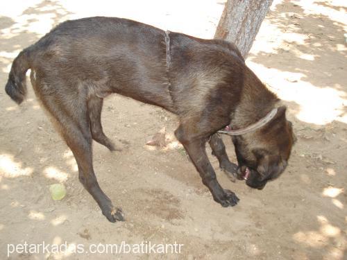 Pasha Erkek Labrador Retriever