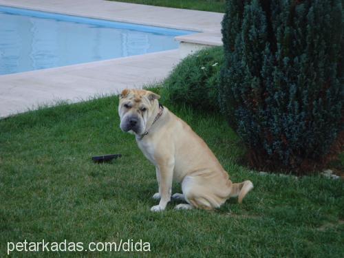 sasha Dişi Çin Shar-Pei