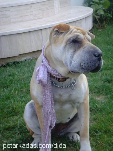 sasha Dişi Çin Shar-Pei