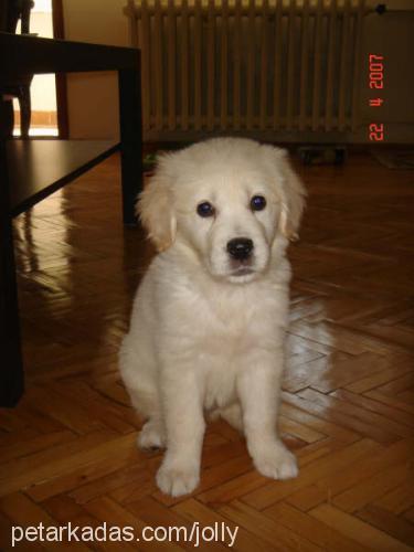 jolly Dişi Golden Retriever