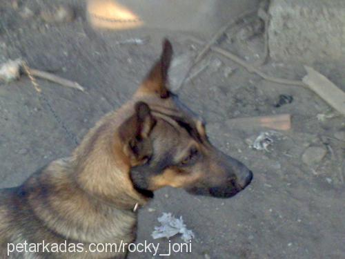 joni Erkek Alman Çoban Köpeği