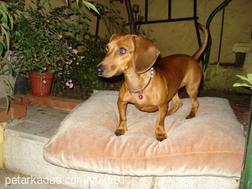 Mia Dişi Dachshund