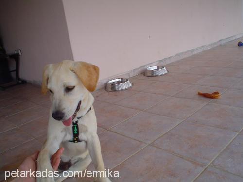 oscar Erkek Labrador Retriever