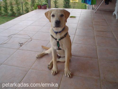 oscar Erkek Labrador Retriever