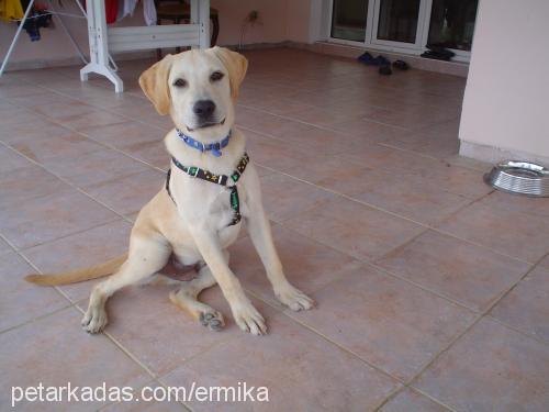 oscar Erkek Labrador Retriever