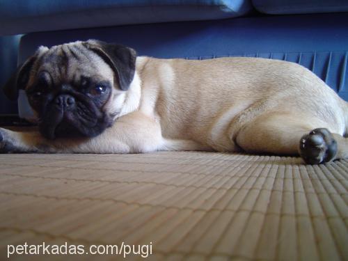 pugi Dişi Pug