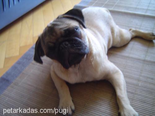 pugi Dişi Pug