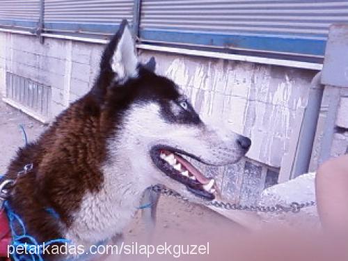 shila pekgüzel Dişi Sibirya Kurdu (Husky)