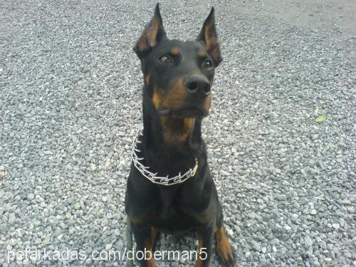 zeytin Erkek Doberman Pinscher