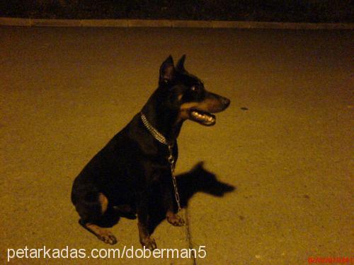 zeytin Erkek Doberman Pinscher