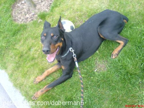 zeytin Erkek Doberman Pinscher