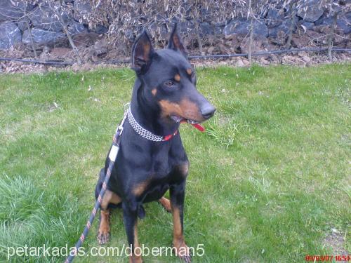 zeytin Erkek Doberman Pinscher