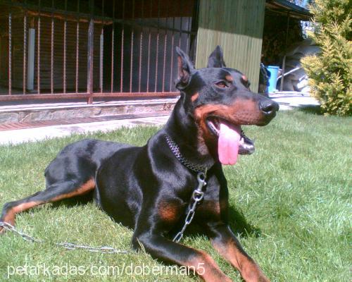 zeytin Erkek Doberman Pinscher