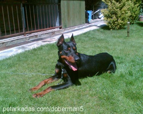 zeytin Erkek Doberman Pinscher