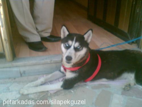 shila pekgüzel Dişi Sibirya Kurdu (Husky)