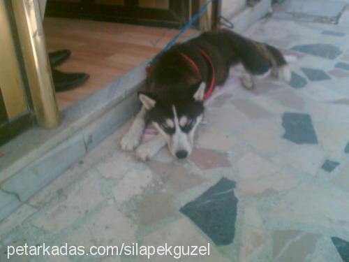 shila pekgüzel Dişi Sibirya Kurdu (Husky)