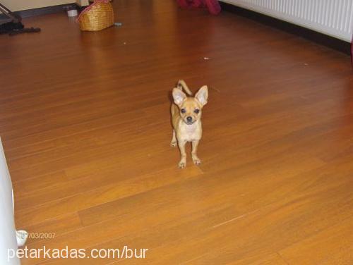 herkül Erkek Chihuahua