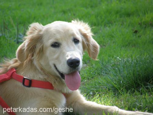 geshe Dişi Golden Retriever