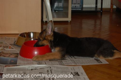 eddie Erkek Alman Çoban Köpeği