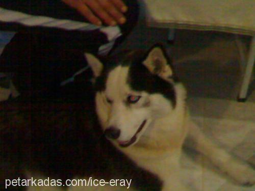 ice Erkek Sibirya Kurdu (Husky)