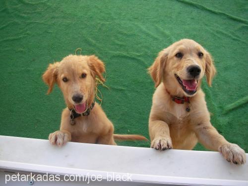 paşa Erkek Golden Retriever