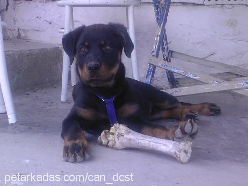 MAYA Dişi Rottweiler