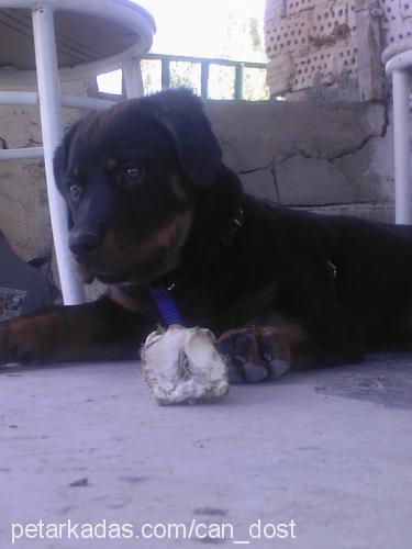 MAYA Dişi Rottweiler