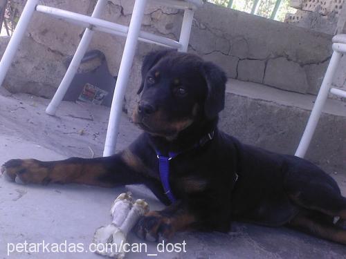 MAYA Dişi Rottweiler