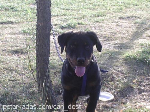 MAYA Dişi Rottweiler