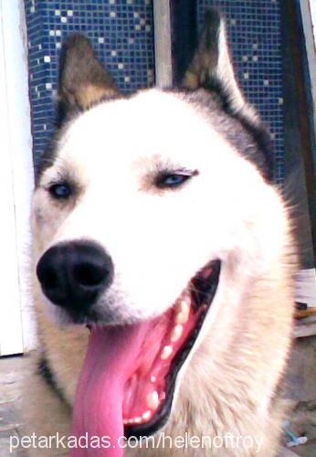 ARES Erkek Sibirya Kurdu (Husky)