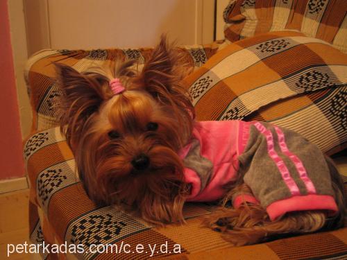 baybe Erkek Yorkshire Terrier