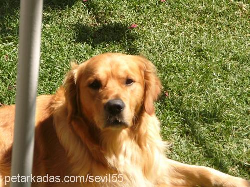 BALÇIK Erkek Golden Retriever