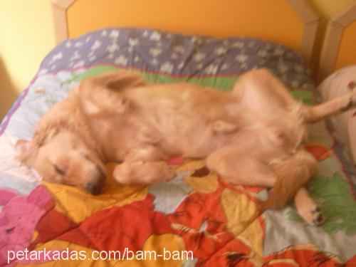 bam bam Erkek Golden Retriever