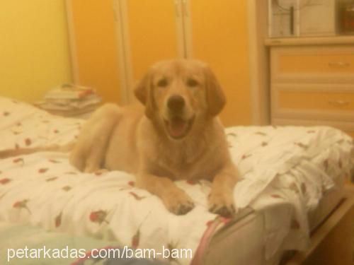 bam bam Erkek Golden Retriever