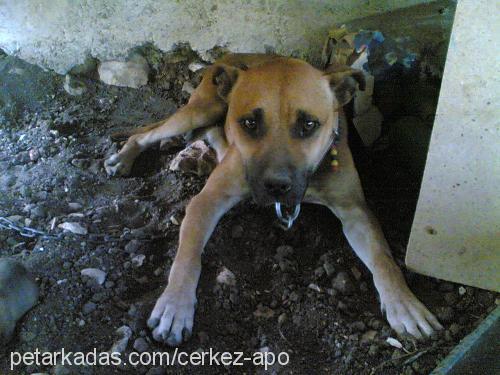 ASYA Dişi Amerikan Staffordshire Terrier