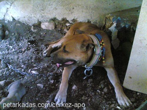 ASYA Dişi Amerikan Staffordshire Terrier