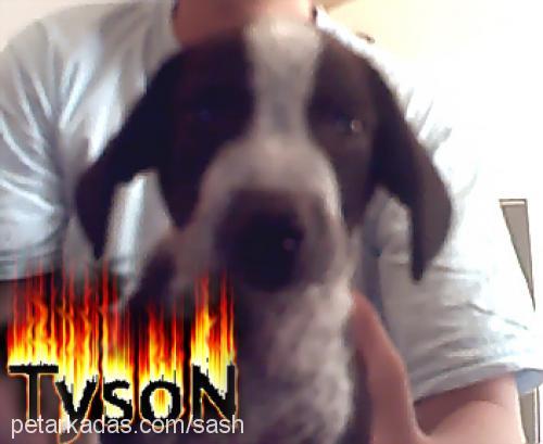 Tyson Erkek Pointer