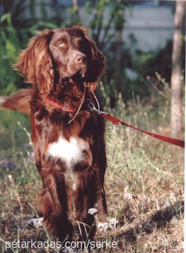 Tarçın Erkek İngiliz Setter