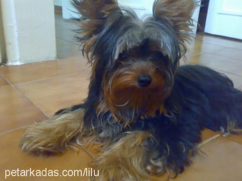 mario Erkek Yorkshire Terrier