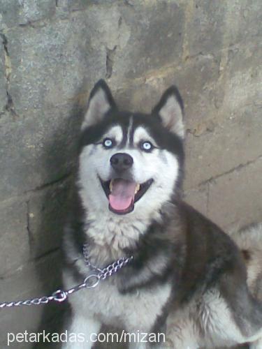 king Erkek Sibirya Kurdu (Husky)