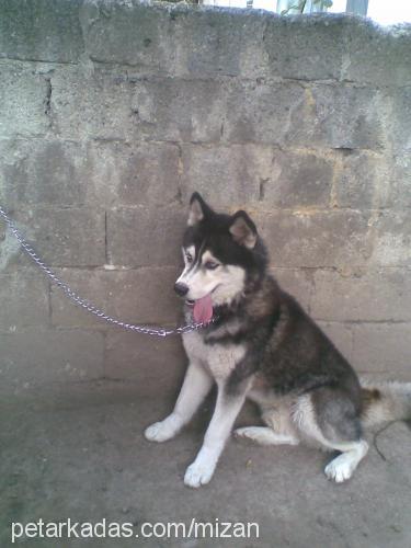 king Erkek Sibirya Kurdu (Husky)