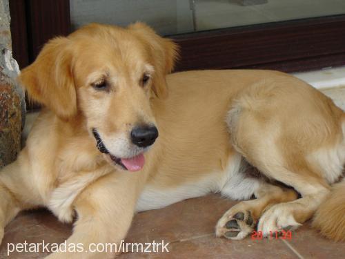 allegro Erkek Golden Retriever