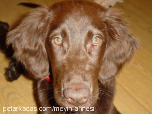 Mey Dişi Flat Coated Retriever