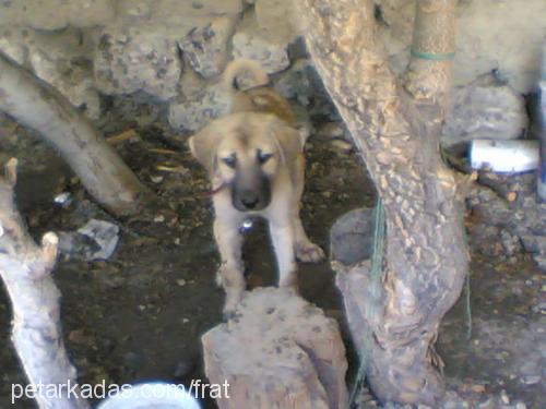 yargıç Erkek Kangal