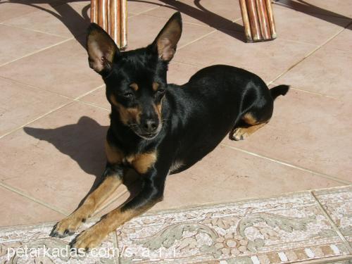 bidik Dişi Minyatür Pinscher