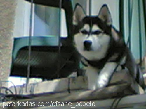 baron Erkek Sibirya Kurdu (Husky)