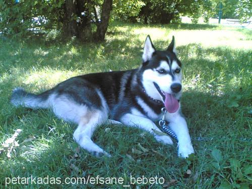 baron Erkek Sibirya Kurdu (Husky)